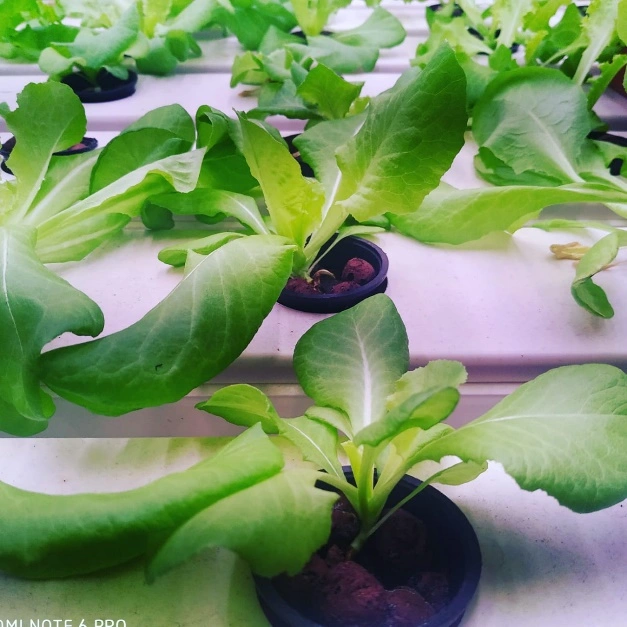 Horticultural Science