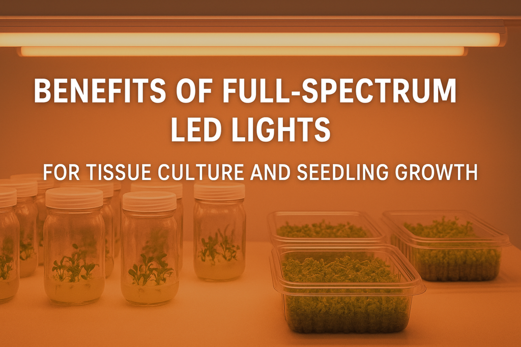 Benefits of Full-Spectrum LED Lights for Tissue Culture and Seedling Growth