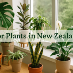 Indoor-Plants-in-New-Zealand